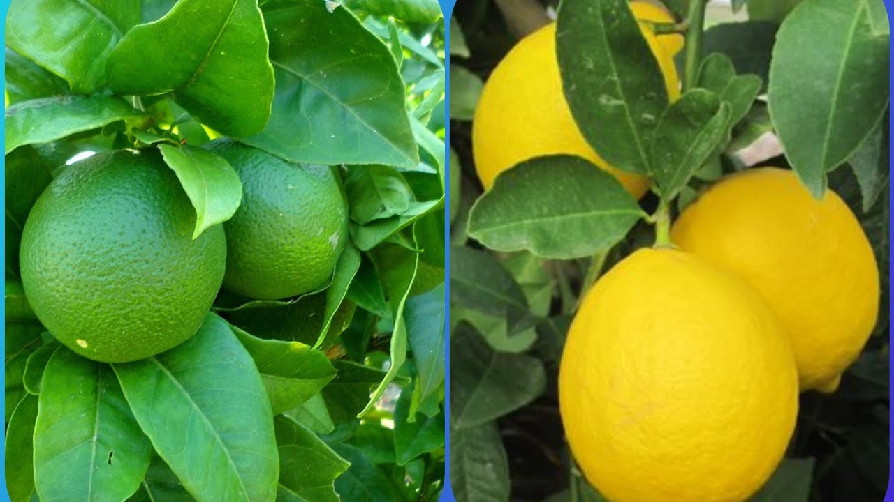 412.Tips to stop flower and fruit drop in lemon plant/Nibu me asamay phool va phal girna .