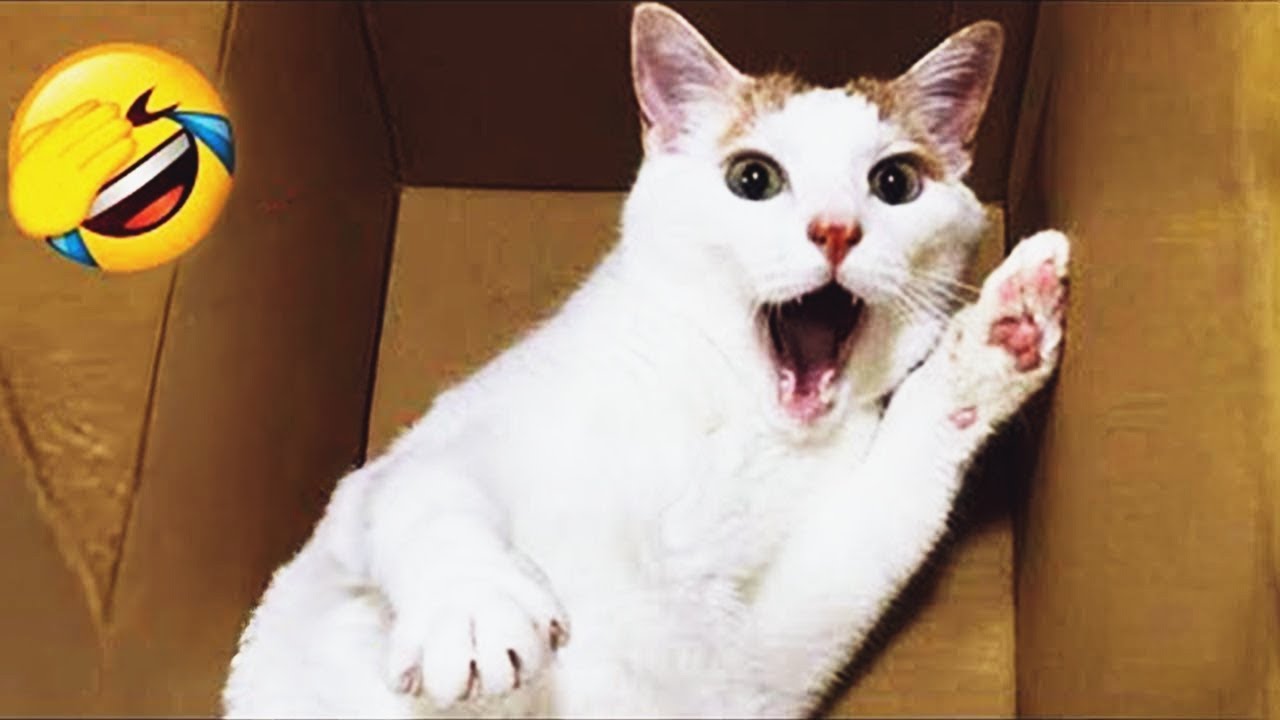 𝐘𝐨𝐮 𝐋𝐚𝐮𝐠𝐡 𝐘𝐨𝐮 𝐋𝐨𝐬𝐞 😍😹😻𝐅𝐮𝐧𝐧𝐢𝐞𝐬𝐭 𝐃𝐨𝐠𝐬 𝐚𝐧𝐝 𝐂𝐚𝐭𝐬 𝟐𝟎𝟐6😊
