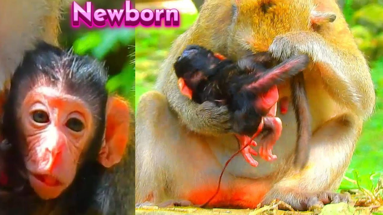 Congratulation...! Newborn Is Really Was Very Strange Cos Face Is Very Old Only One Day Ago...!
