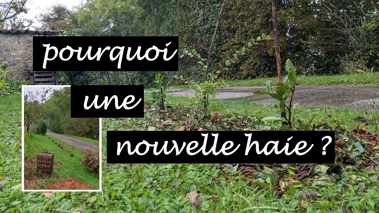 Comment planter une haie pour protéger et nourrir le potager