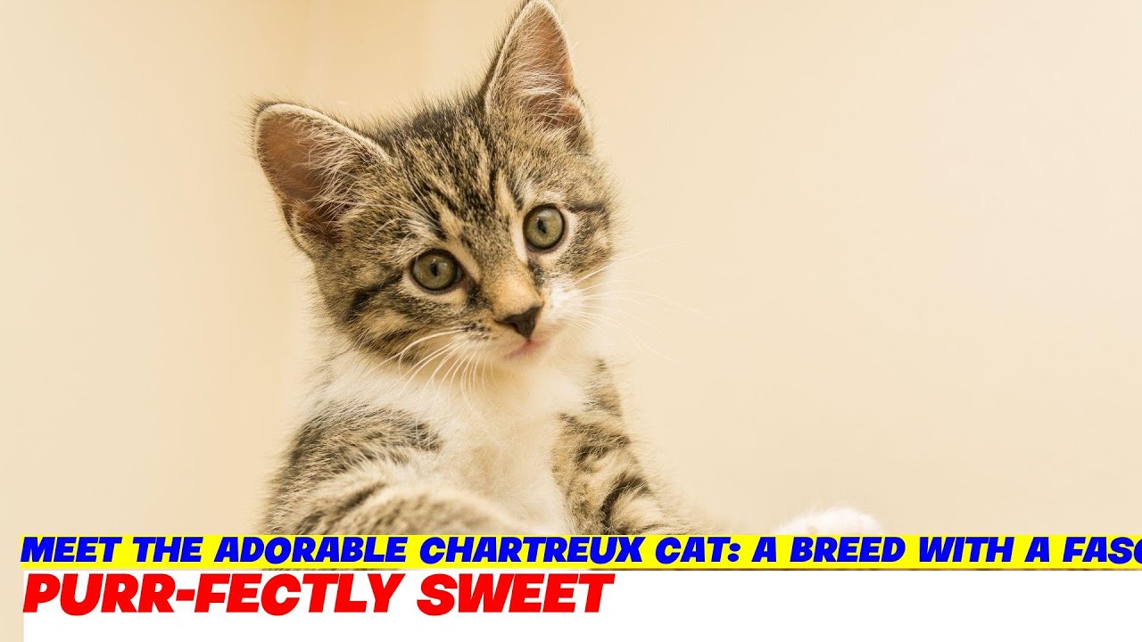 Meet the Adorable Chartreux Cat: A Breed with a Fascinating History