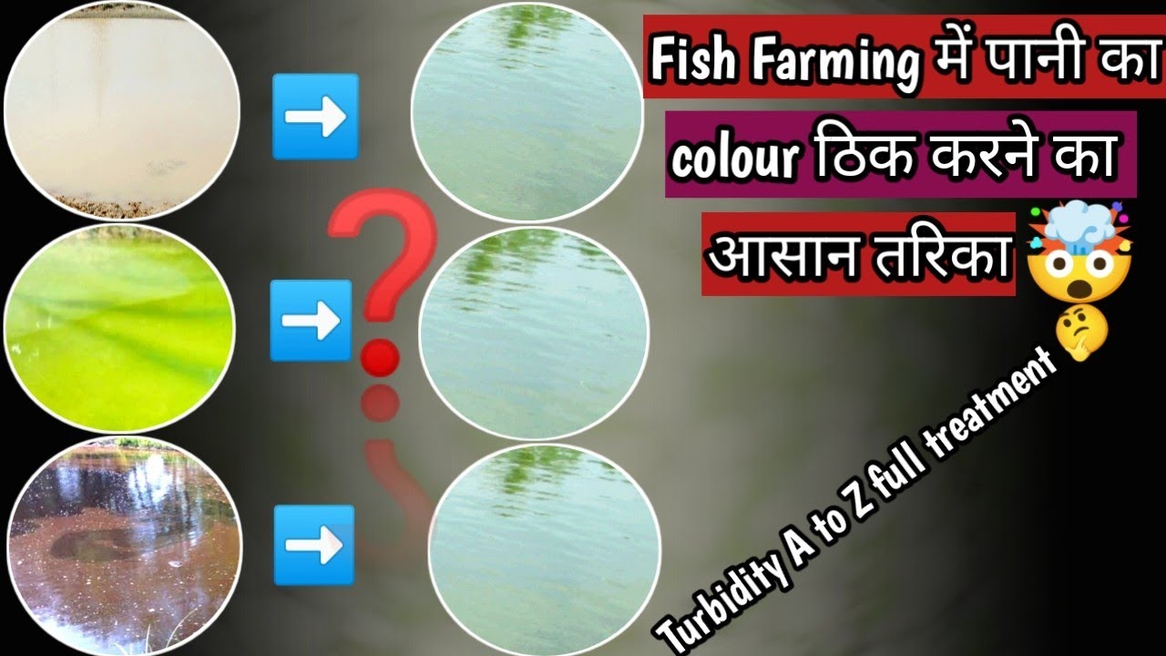 Fish Farming में पानी का colour ठिक करने का आसान तरिका🤯🤯//How to eliminate Turbidity in pond ?
