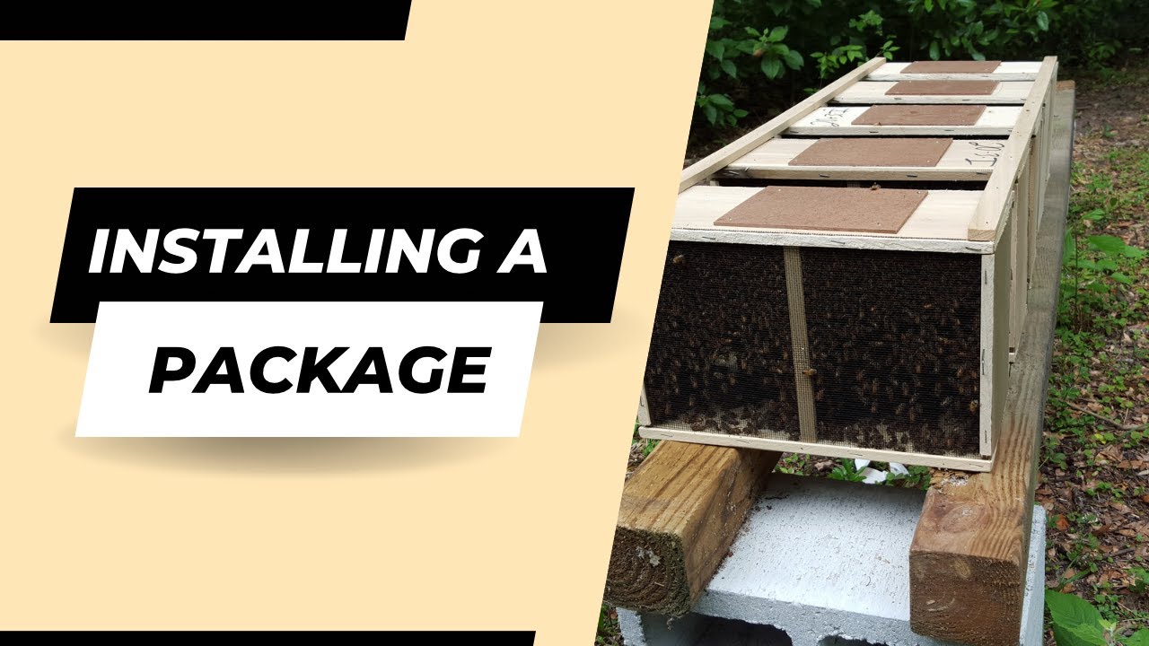 How to Install a Bee Package: Step-by-Step Guide for Beginner Beekeepers