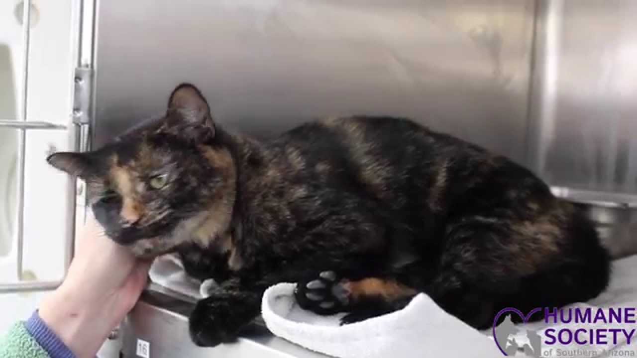 HSSA Pet Spotlights: Calypso #794646