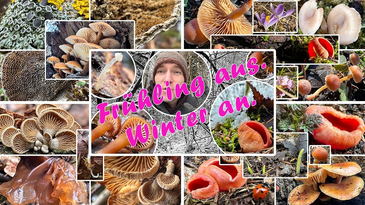 Eiskalter Winter & wunderbarer Frühling im Februar | Alle unsere Pilzwanderungen aus dem Februar