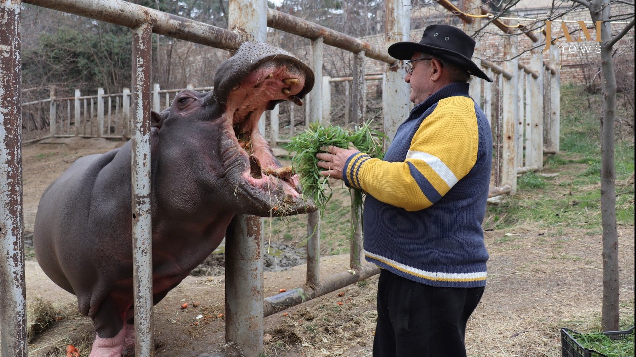 The Story of Begi the Hippopotamus and His Caretaker /JAMnews English