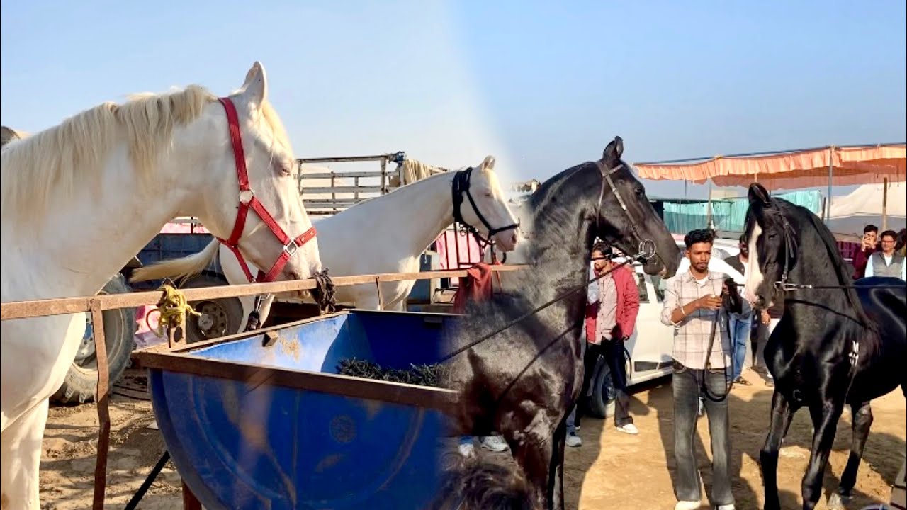 Biggest Horse Show Hanumangarh 2025 Kya Horse Show Hain Mja Aagya Dekh Kr 🏇☺️ 