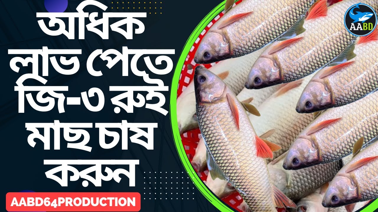 দ্রুত বর্ধনশীল জি-৩ রুই কেন চাষ করবেন এবং কিভাবে চাষ করলে অধিক উৎপাদন পাবেনCulture G-3Rui Why & How?
