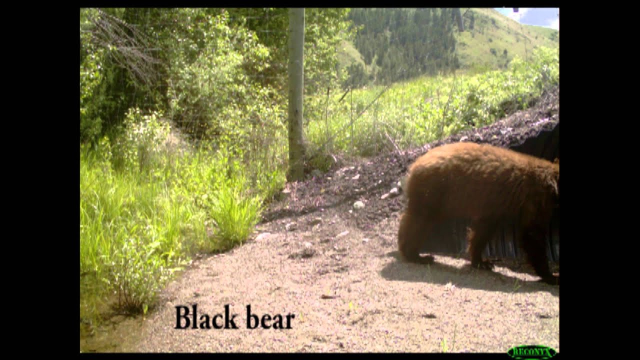 Wildlife use of wildlife crossing structures on US93 North in Montana