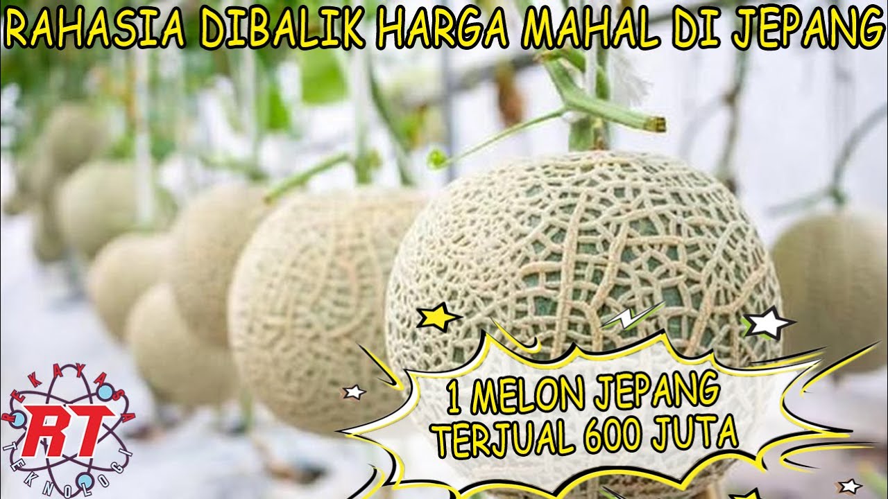 INI DIA MENGAPA BUAH BUAHAN DI JEPANG SANGAT MAHAL | RAHASIA DIBALIK HARGA BUAH MAHAL DI JEPANG