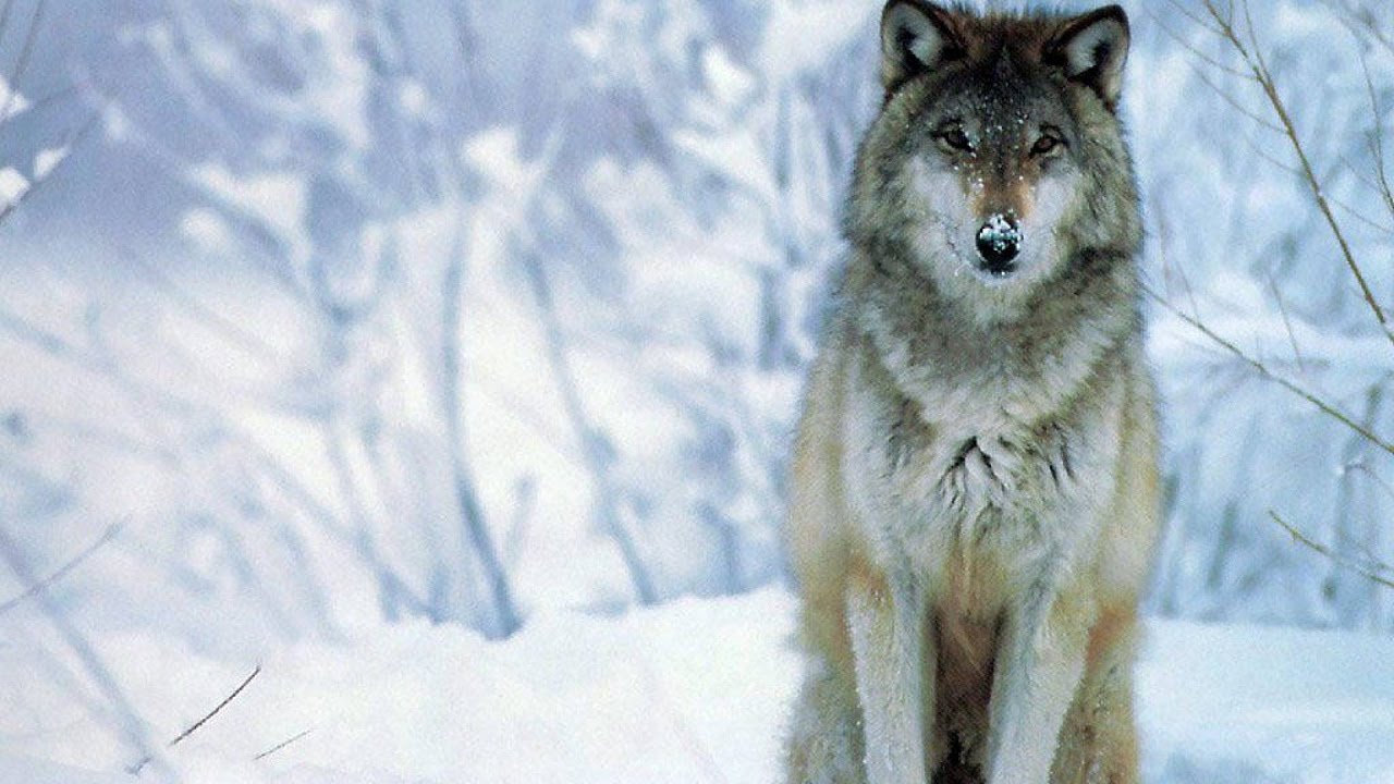BiG WoLF A.k.a PsychoPaTh - Majëm n`Meen