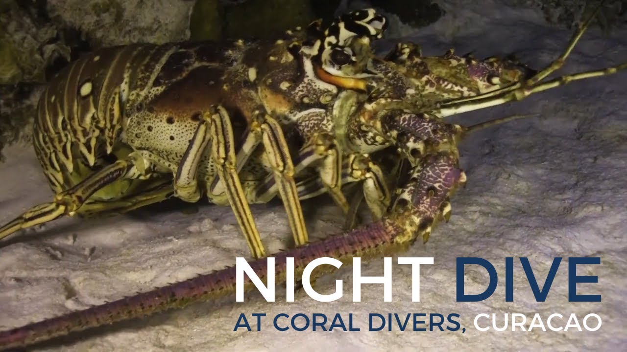 Discover the Darkness! - Night Diving at Coral Divers, Curacao