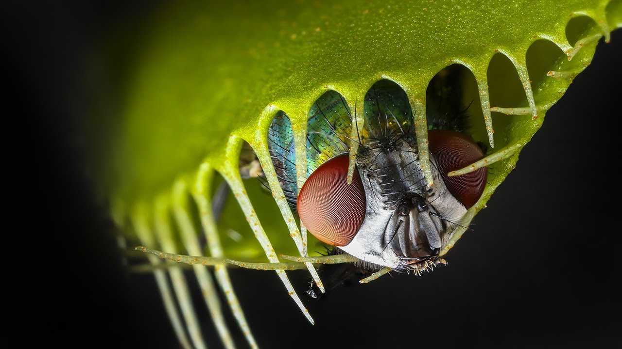 DEADLY Carnivorous Plants! (World's Most Spectacular Plants episode 3 of 14)