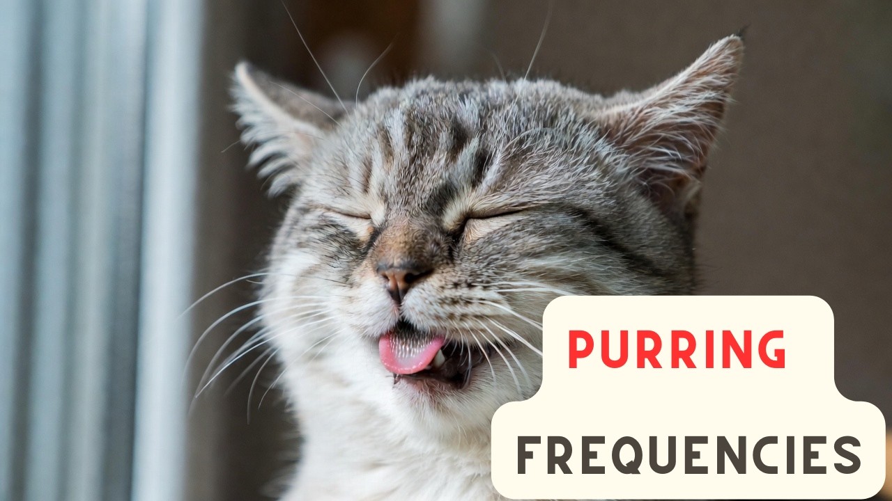 Is Your Cat a Little Doctor? The Science Behind Purring Therapy