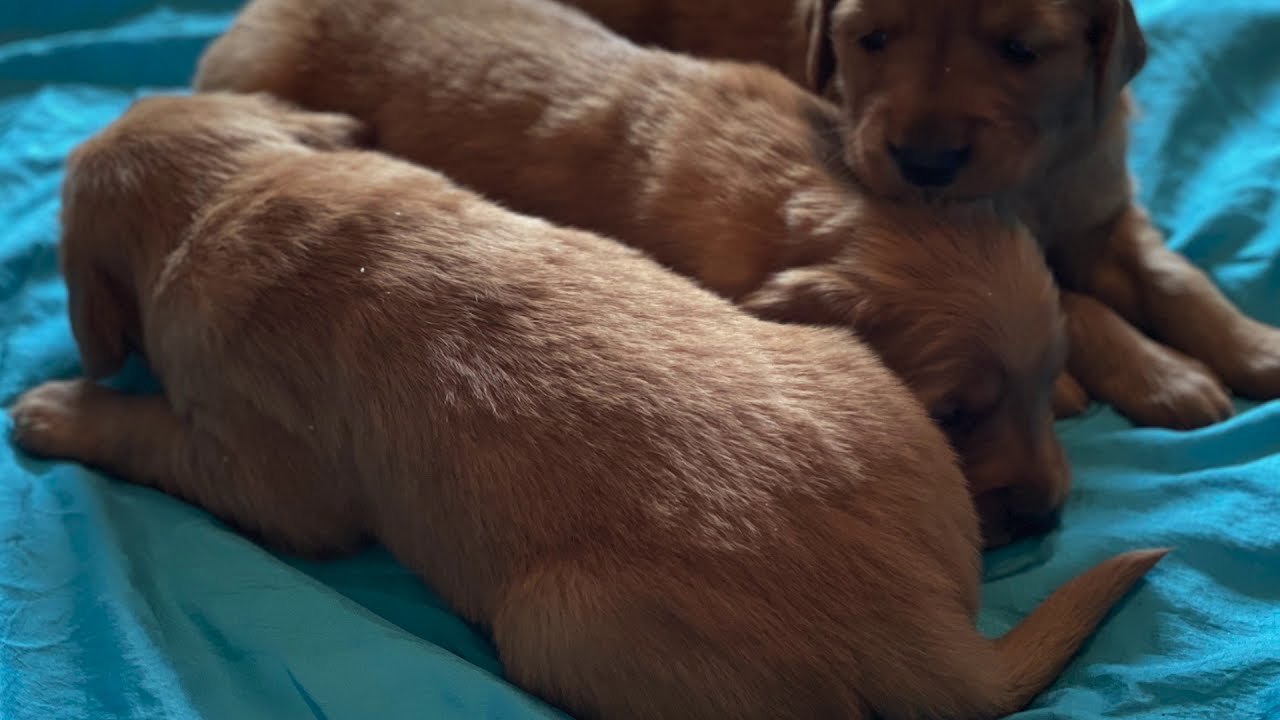 The Internet of Experiences: Female Buladogs