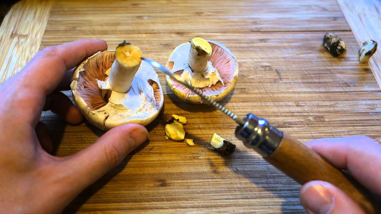 Yellow Stainer (Agaricus xanthodermus)