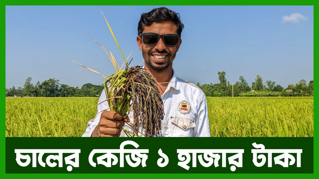 কালো চালের বিপুল সম্ভাবনা বাংলাদেশে | Black Rice In Bangladesh | Agro News Bangla