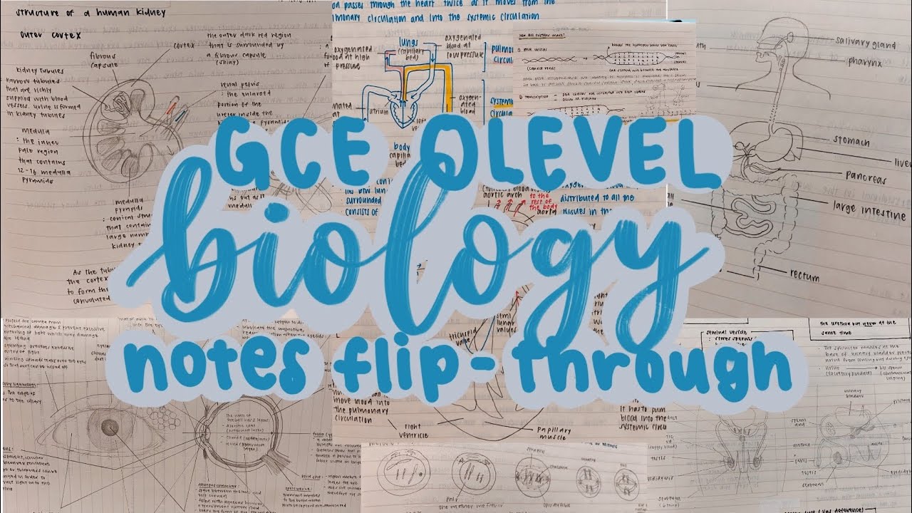 my GCE Olevel pure biology notes flip-through 🧬✨