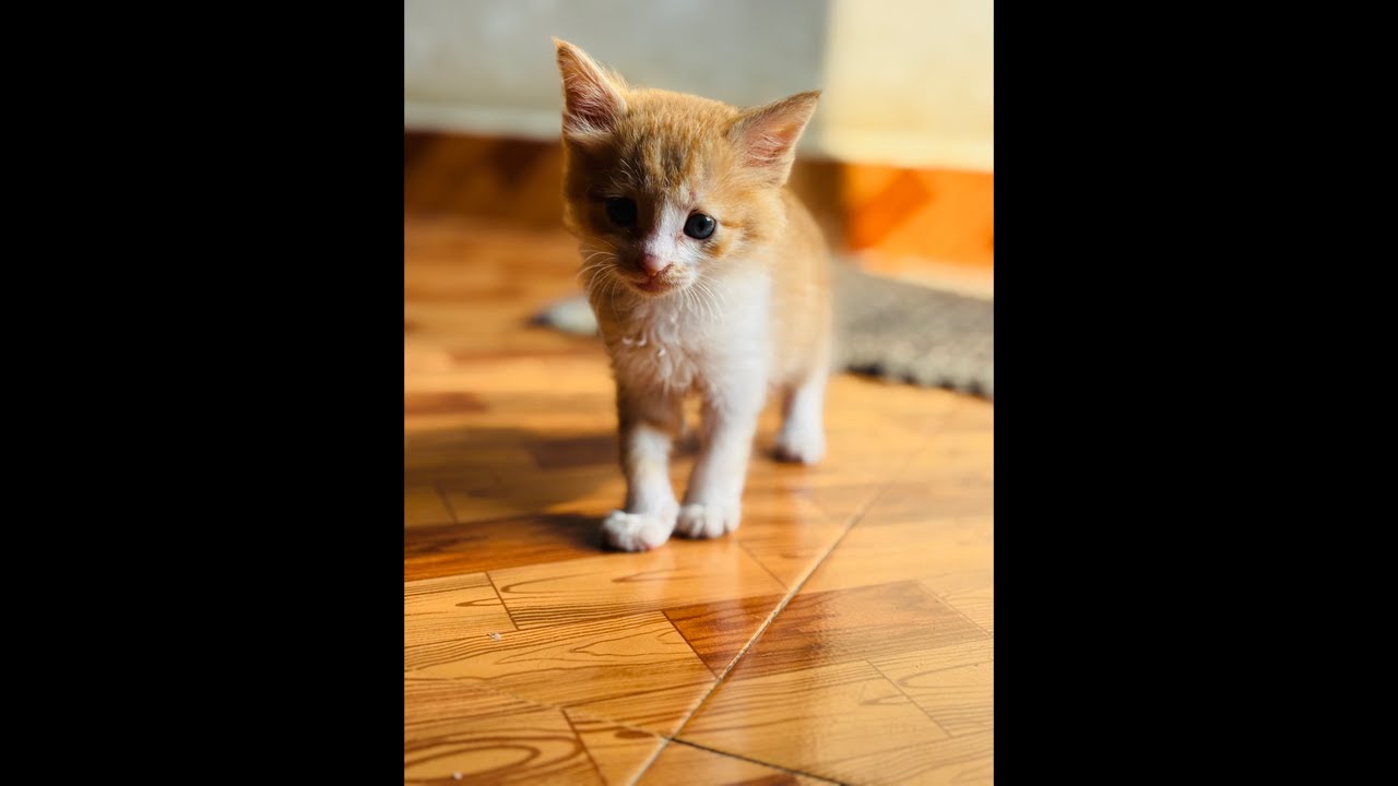 😍 Live Cute Cat Playing Now
