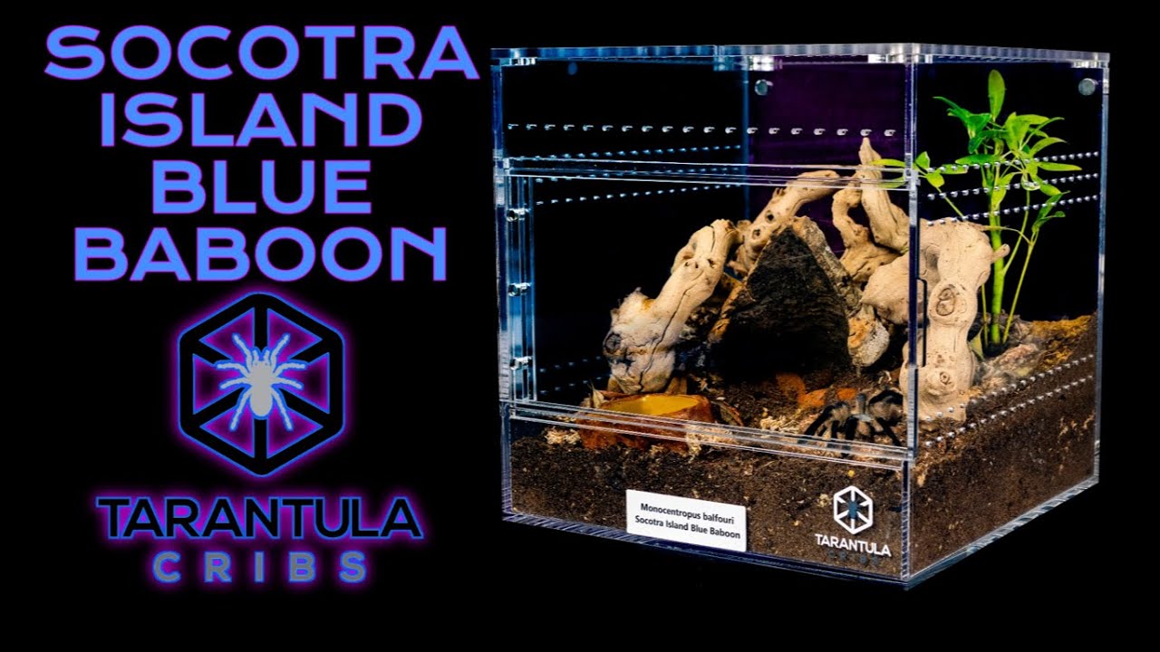 Old World Tarantula Set Up and Rehouse into Cube Switch Enclosure| Monocentropus Balfouri