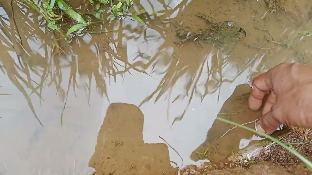 Tariknnya sih lumayan tapi sayang belutnya belum dapat