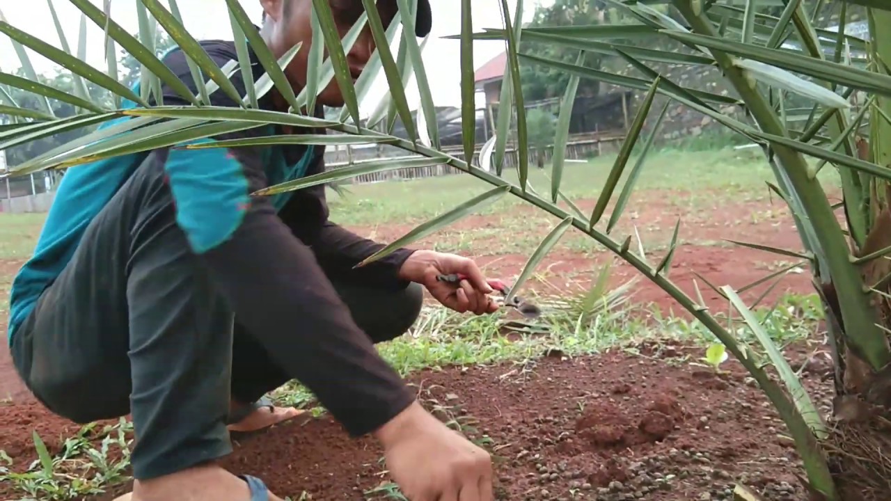 Pemangkasan Pelepah kurma | Taman Edukasi Kurma