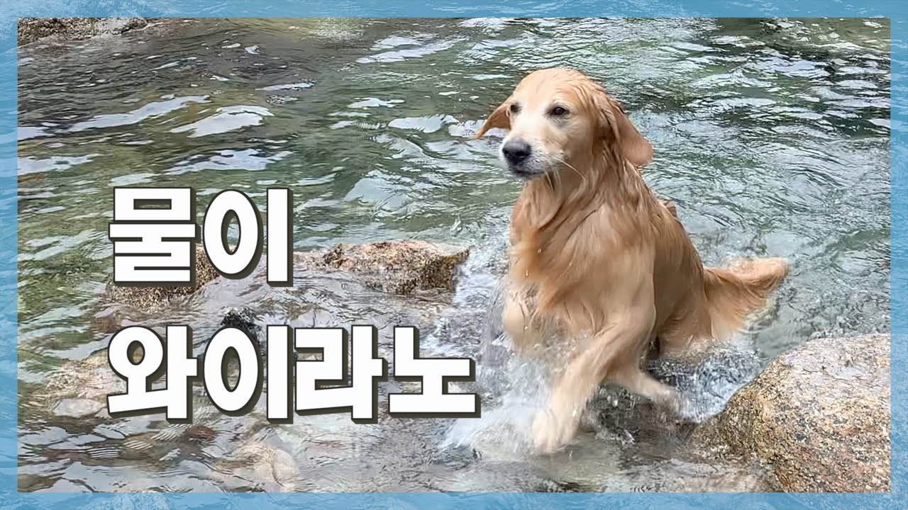 생각보다 계곡물이 너무 차가워서 도망가는 리트리버 [Eng Sub]