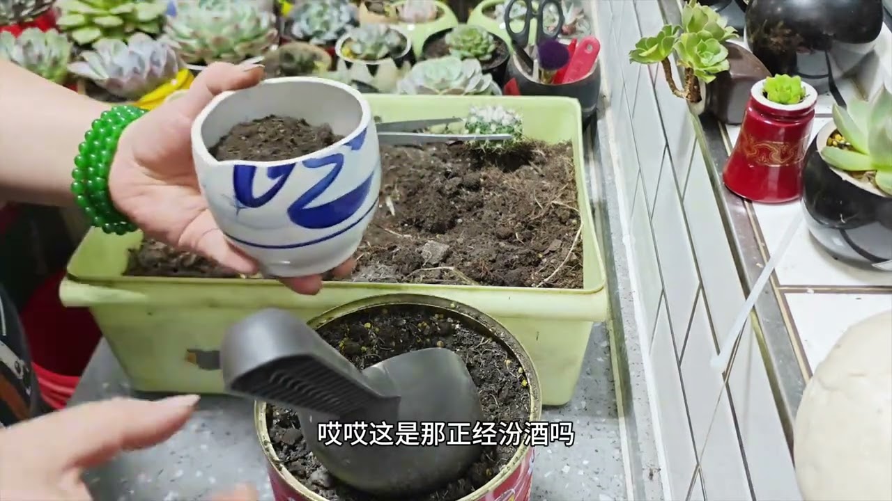 今天给多棱仙人球换盆#酒瓶做花盆 #养花人的乐趣Today, I'm changing the pot for Duoleng Immortal Ball # Succulent Plant