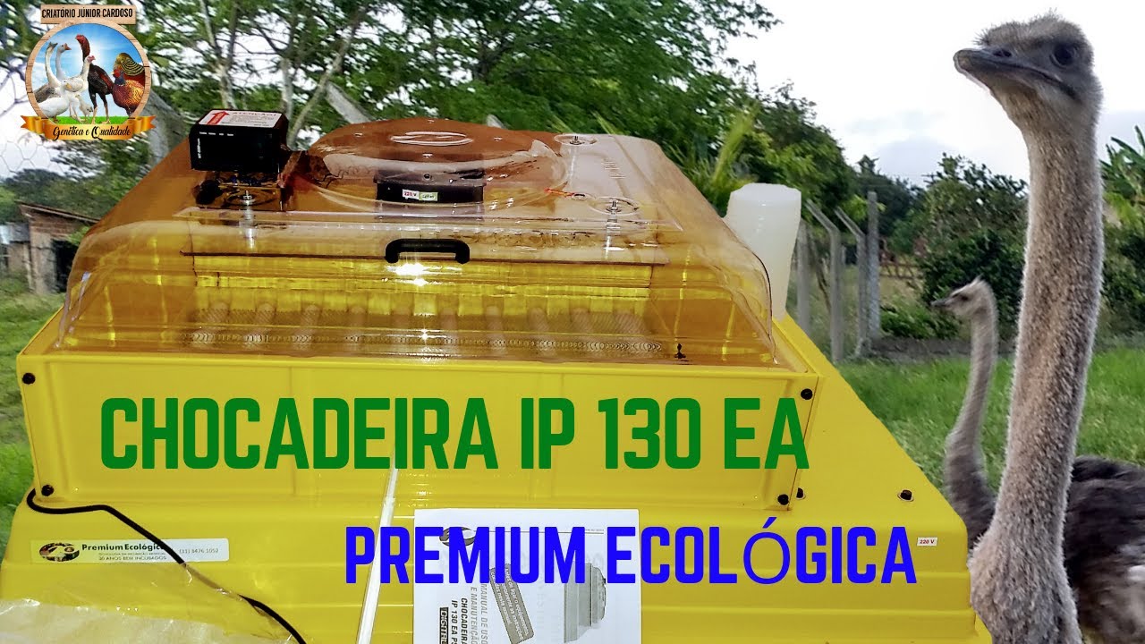 Chocadeira IP 130 EAD - Premium Ecológica, Instruções preciosas! Como chocar Ovos de Avestruz e Ema