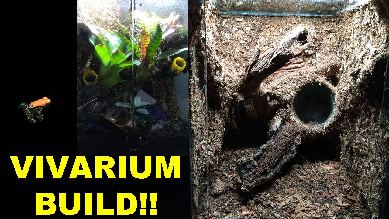 How to Build a Vivarium with a custom background!!