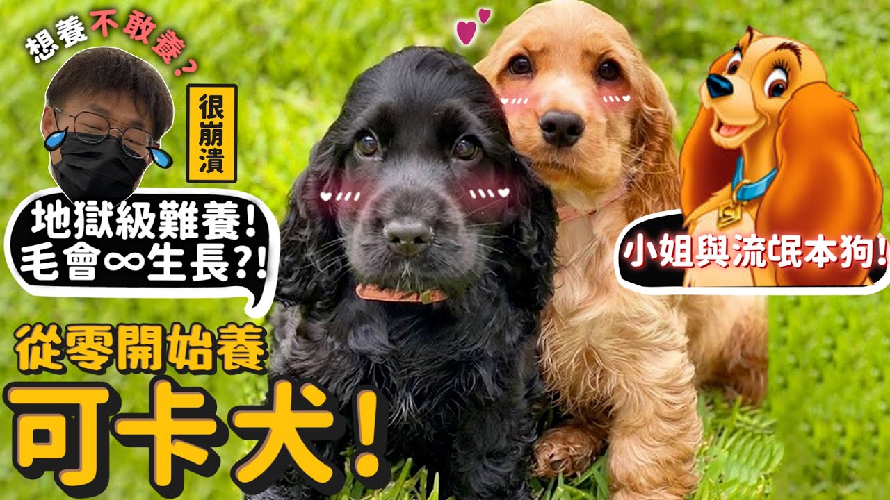 【從零開始養】可卡犬!連德爺都覺得是地獄級難養的狗!養到很崩潰?小姐與流氓的原型?德爺想養新的狗狗了?德爺心中最難養的狗之一?【許伯簡芝】