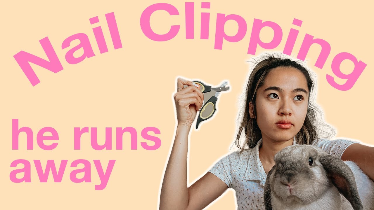 CLIPPING RABBIT NAILS | Tips for squirmy rabbits