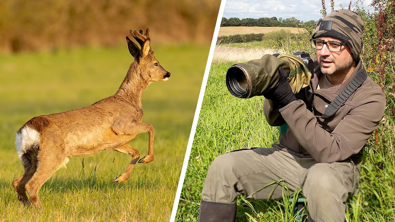 Roe Deer Photography Tips - Get Your Best Photos of Roe Deer (Fieldcraft, Camera Settings,Technique)