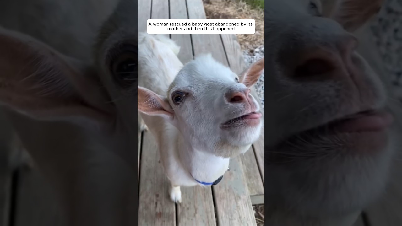 A woman rescued a baby goat abandoned by its mother and then this happened 