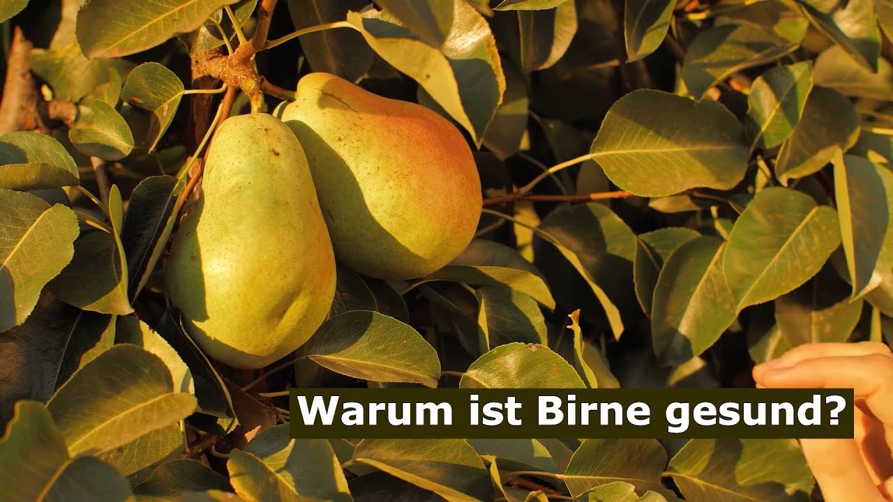 Warum ist Birne gesund?