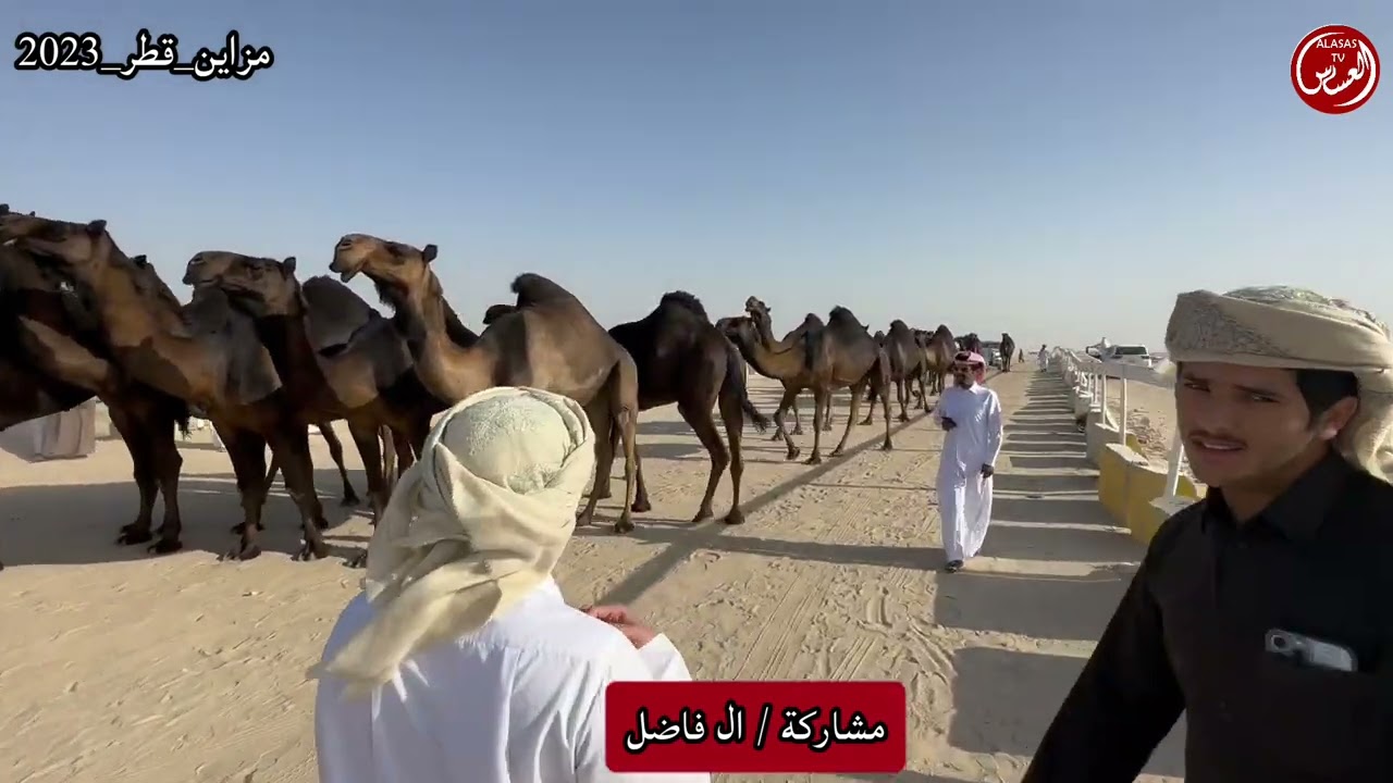 مزاين قطر جزيلات العطا دخول الجمل 20