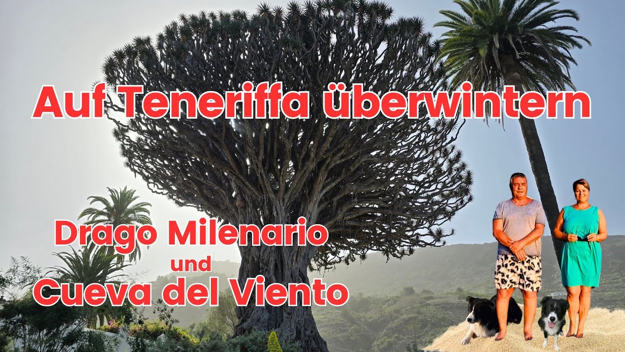 Auf Teneriffa überwintern 7: Der alte Drago Milenario und die dunkle Cueva del Viento