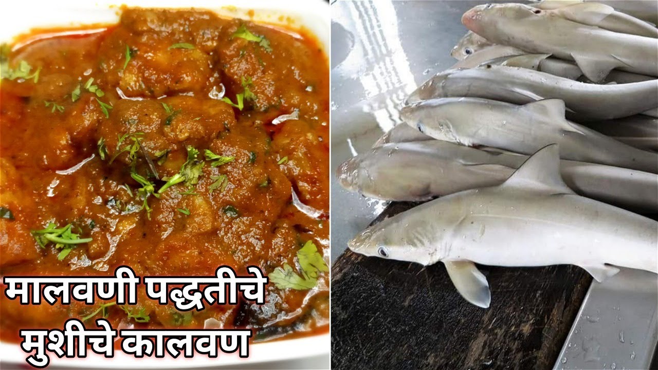अस्सल मालवणी पद्धतीने बनवा मुशीचे कालवण | मोरी मसाला | मोरीचे मटण | Baby Shark Fish Curry