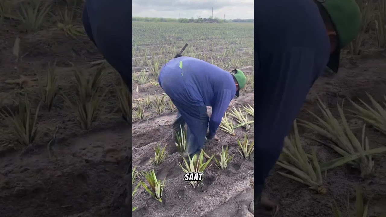budidaya nanas #kebunnanas #shorts