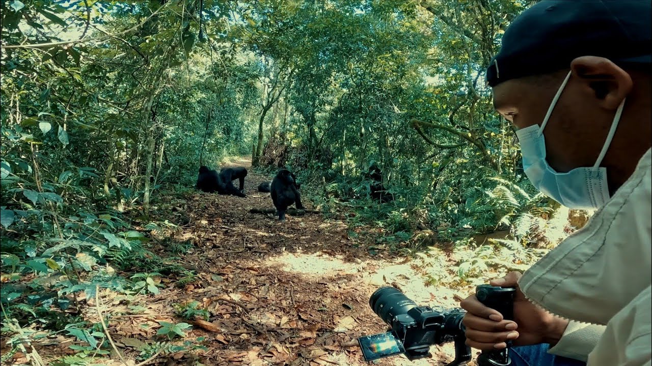 A Journey to the home of Mountain Gorillas - Bwindi, Uganda