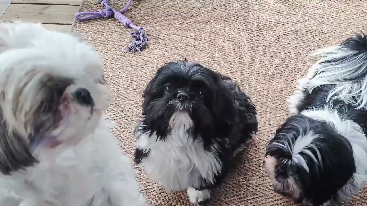 (Shih Tzu Zone) They are taking all the trees!