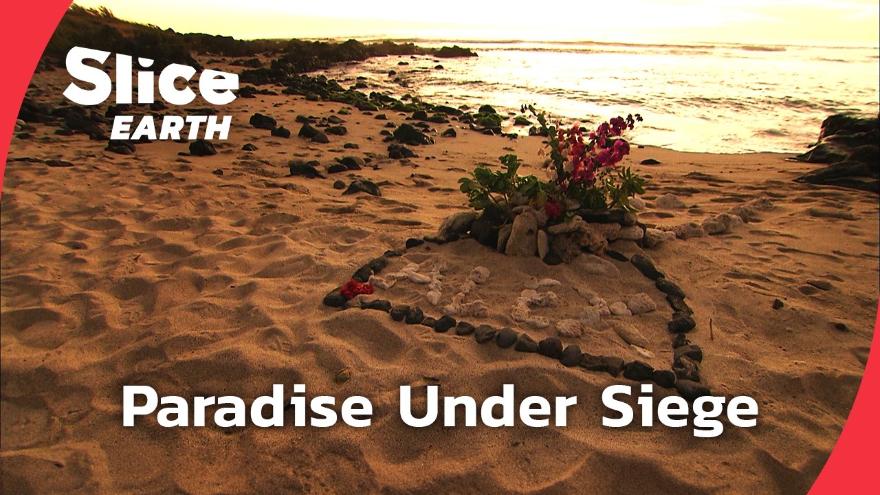 Beneath the Surface: Unraveling La R&eacute;union's Shark Crisis |&nbsp;SLICE EARTH | FULL DOC