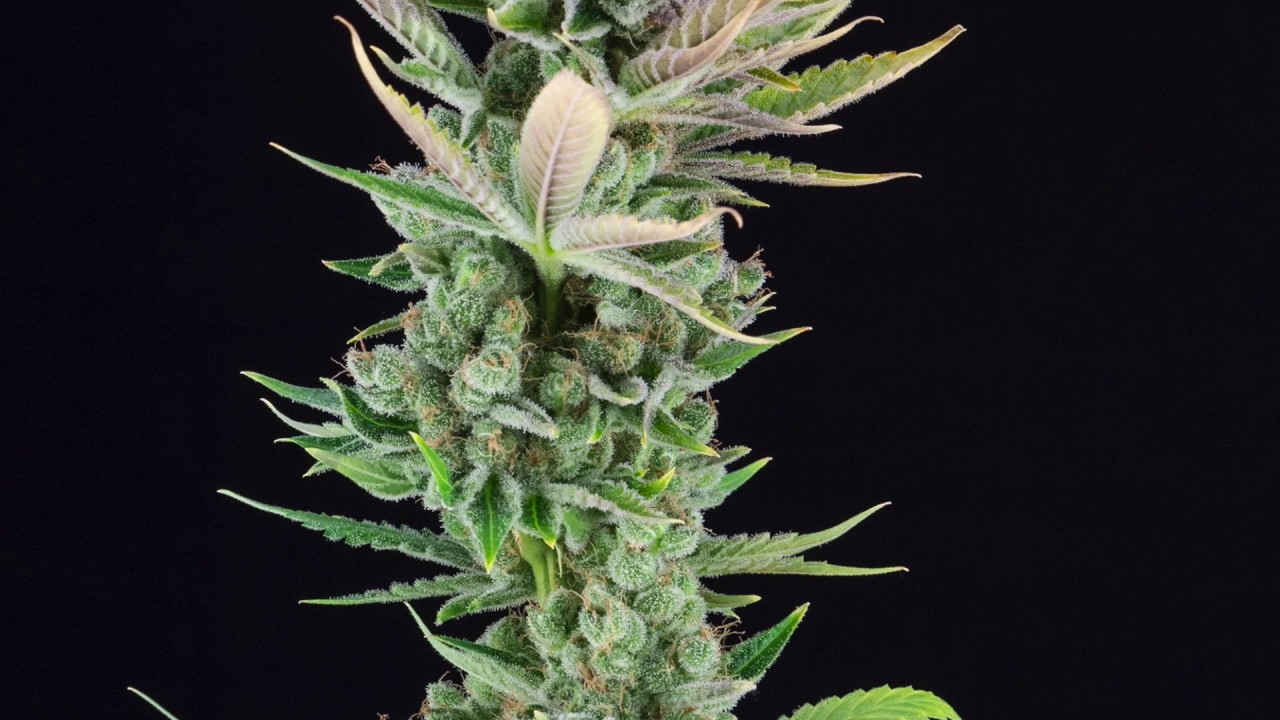 Sour Tangie breed by Crockett Farms Family ( Sour Pheno)