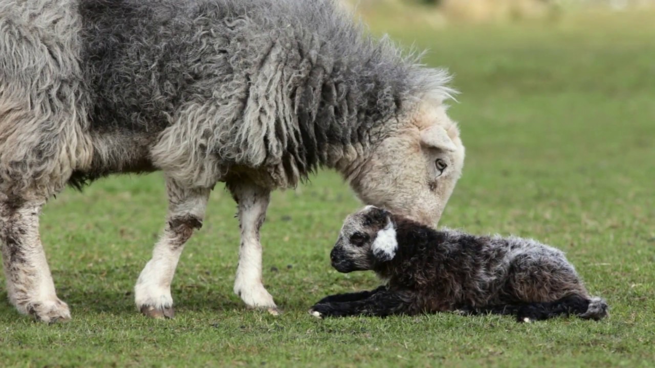 Great Langdale Herdwicks - The Grass is always Greener