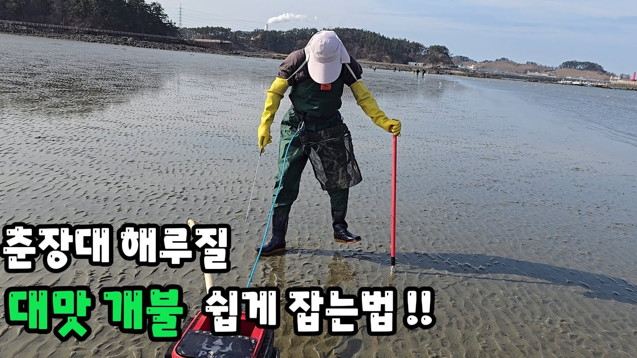 춘장대해수욕장 해루질 대맛 개불 쉽게 잡는법 !!