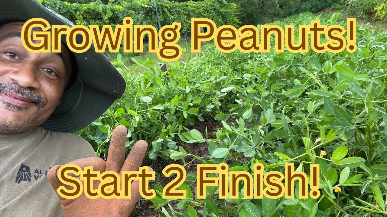 Growing Virginia Jumbo Peanuts from Start to Finish!