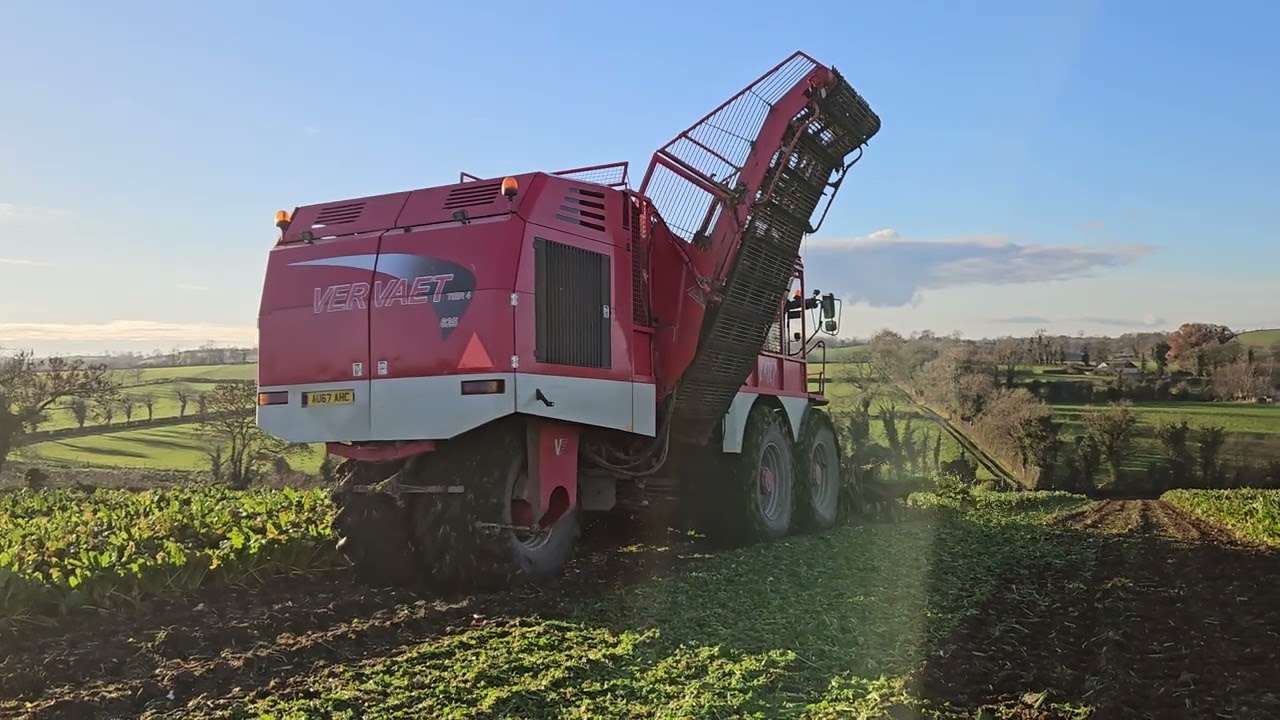 Ivan Megaw and Sons Harvesting Fodder Beet 2023