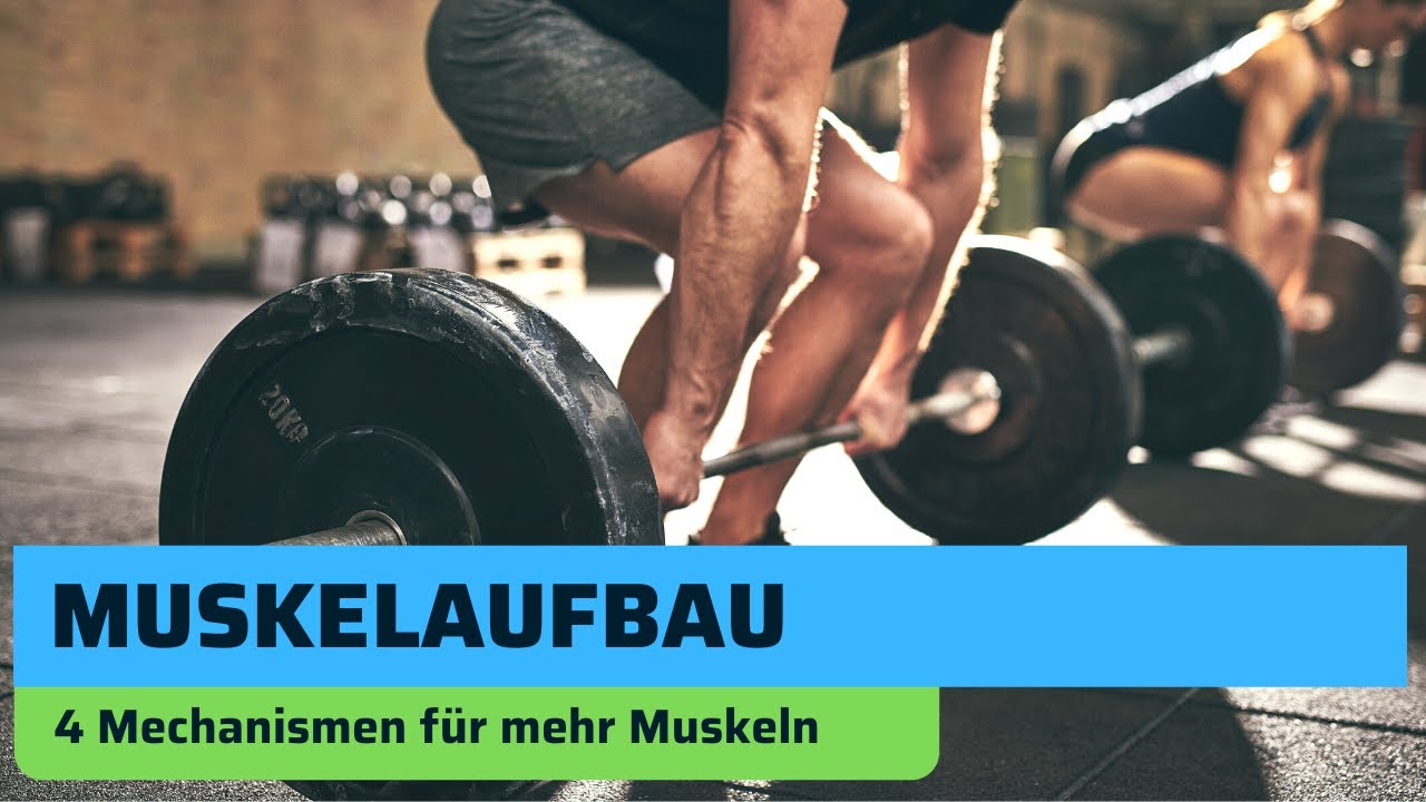 Muskelaufbau (vier Mechanismen für Hypertrophie)