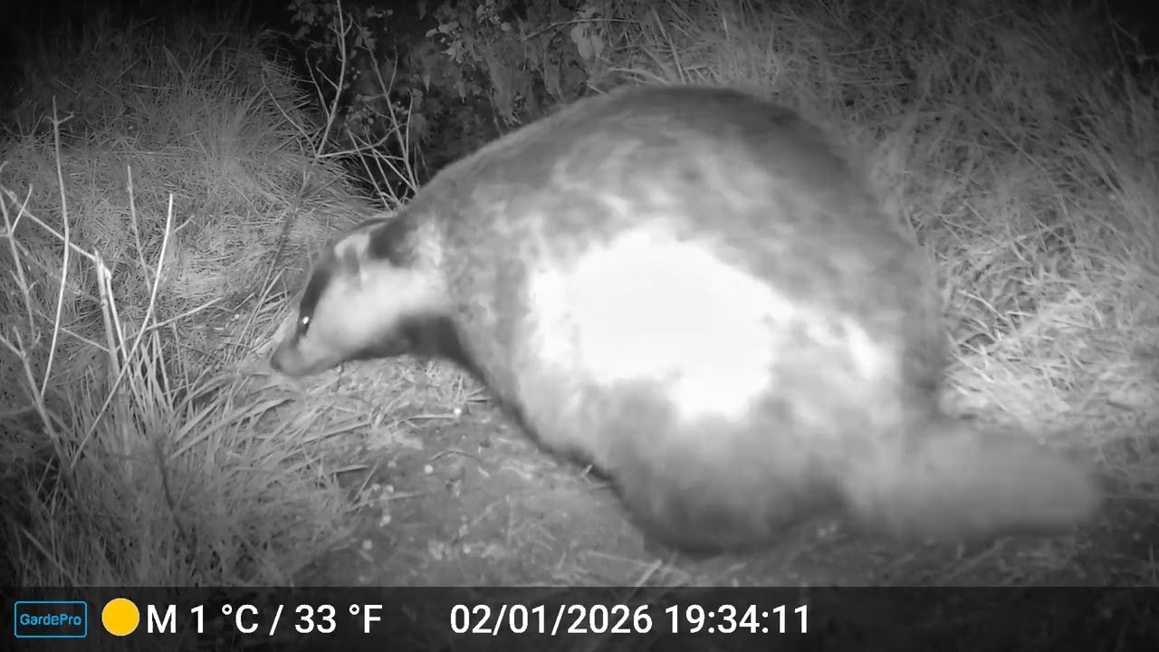 Winter nights and family fun down at the badger sett. 🦡🦡