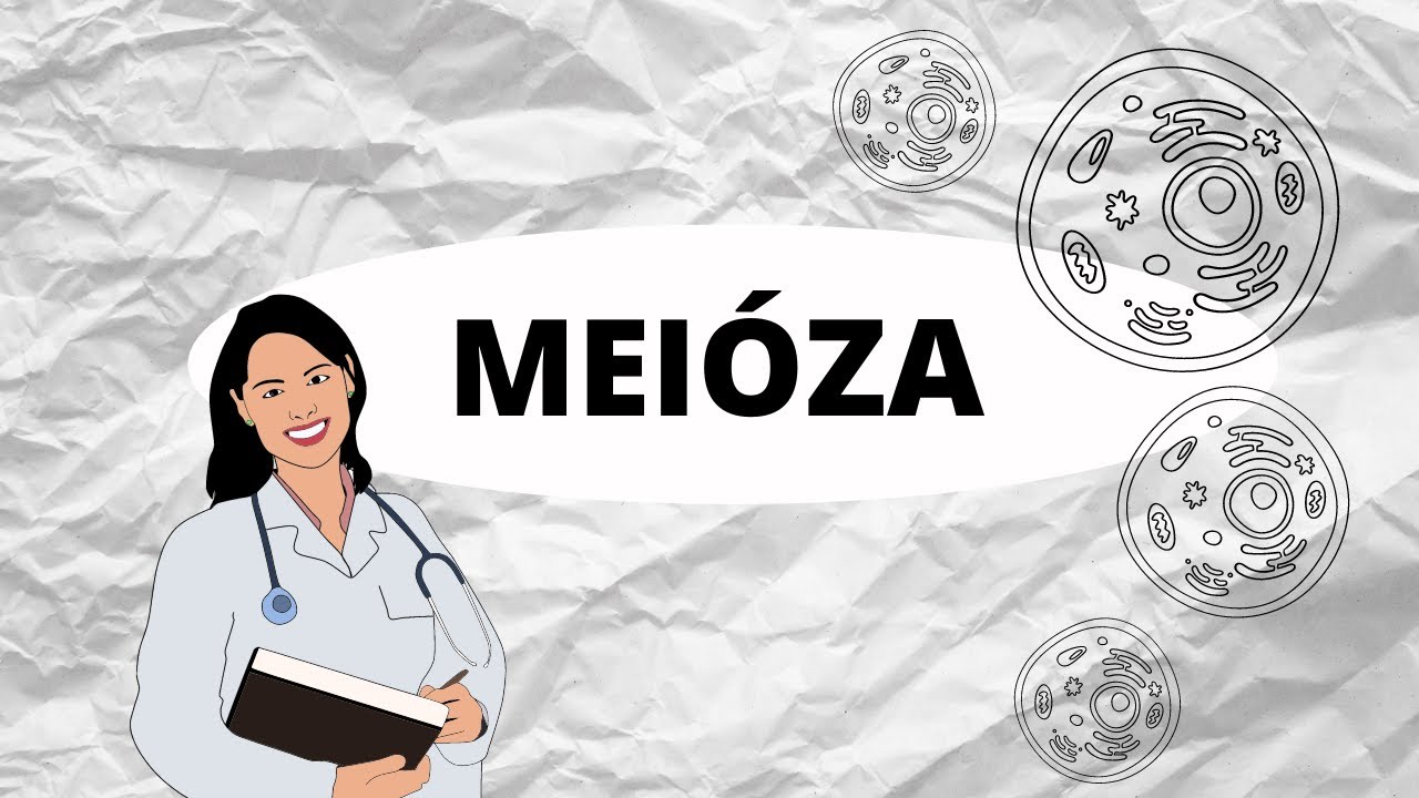 MEIÓZA - Dělení buněk